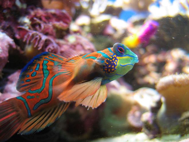 saltwater fish - synchiropus splendidus - green mandarin stocking in 100 gallons tank - Synchiropus Splendidus