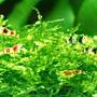 2 gallons freshwater fish tank (mostly fish and non-living decorations) - bggfb
