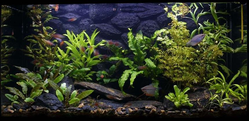 Rated #63: 25 Gallons Freshwater Fish Tank - 29.6.2007