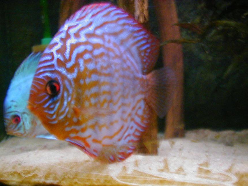 Rated #49: Freshwater Fish - Symphysodon Sp. - Red Leopard Discus Stocking In 100 Gallons Tank - 8 years ago... new picture follow
but not from diskus