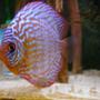 freshwater fish - symphysodon sp. - red leopard discus stocking in 100 gallons tank - 8 years ago... new picture follow but not from diskus