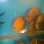 freshwater fish - symphysodon sp. - red leopard discus stocking in 50 gallons tank - four of my young discus