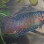 freshwater fish - colisa lalia - dwarf gourami stocking in 110 gallons tank - My Paradise Fish flaring for his mate who ran out of the picture.