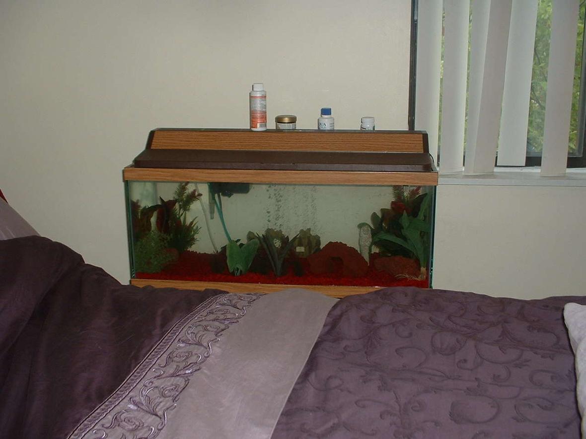 20 gallons freshwater fish tank (mostly fish and non-living decorations) - Pic of my 20 gal