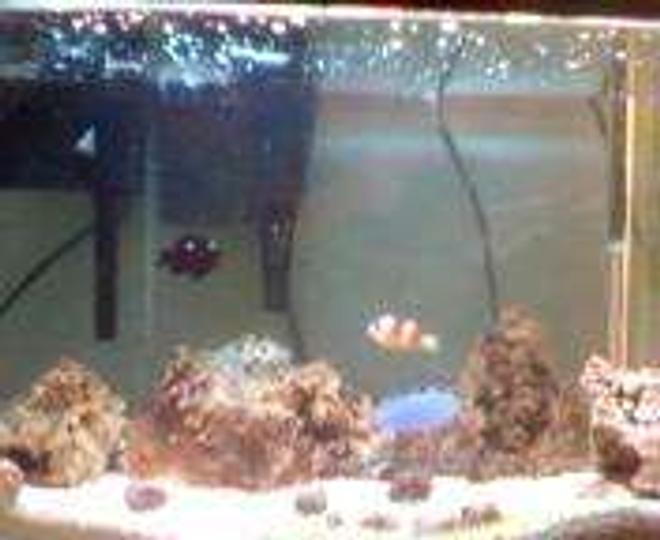 30 gallons saltwater fish tank (mostly fish, little/no live coral) - 30 gallon FOWLR & inverts