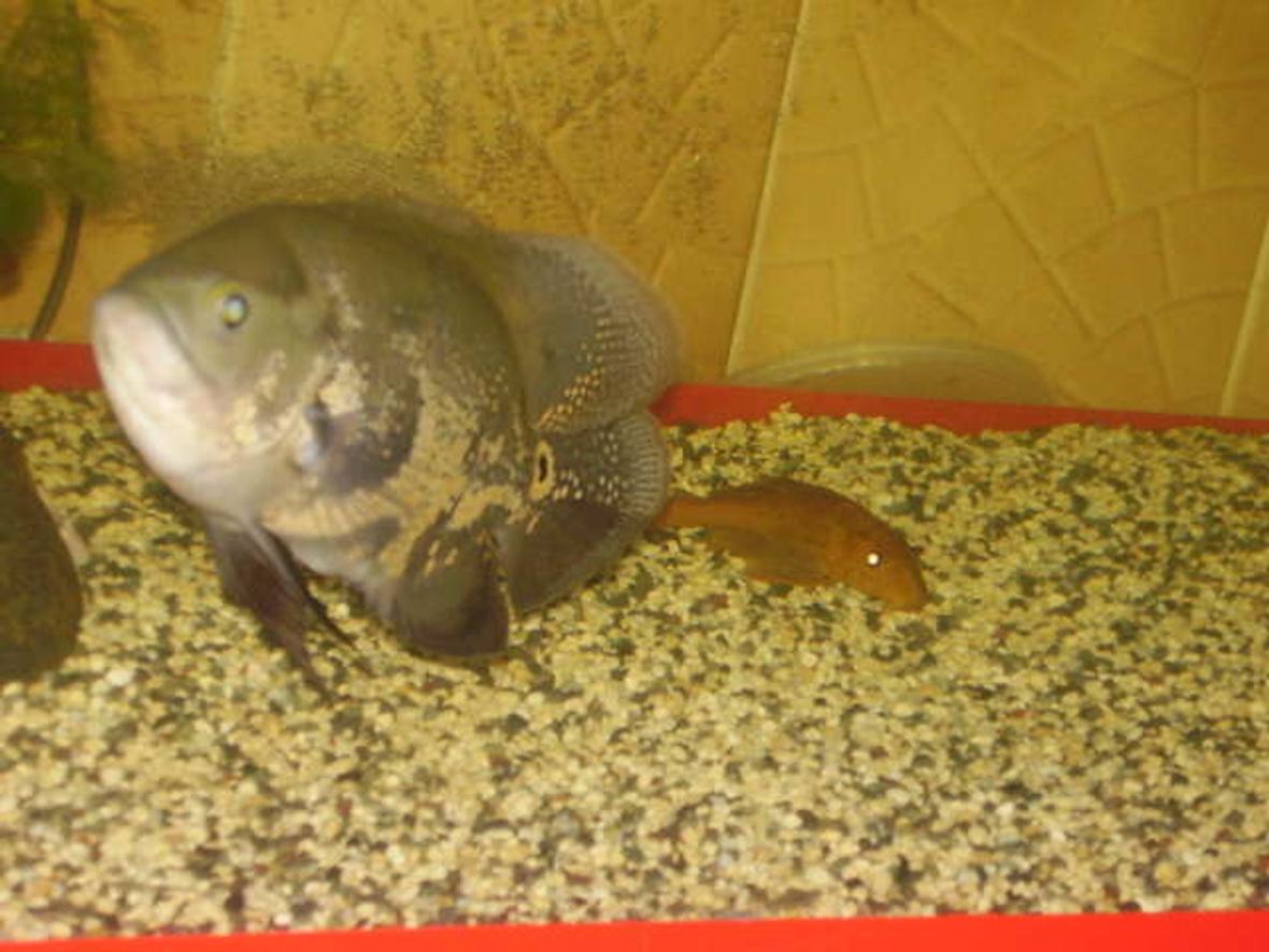 freshwater fish - astronotus ocellatus - tiger oscar stocking in 50 gallons tank - my tiger oscar when he was still 5 mos. old, now he's a year old