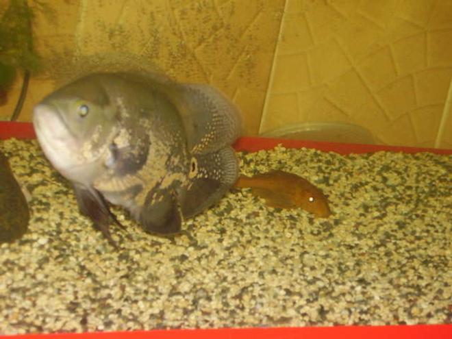 freshwater fish - astronotus ocellatus - tiger oscar stocking in 50 gallons tank - my tiger oscar when he was still 5 mos. old, now he's a year old