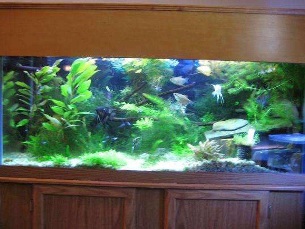 30 gallons planted tank (mostly live plants and fish) - 75