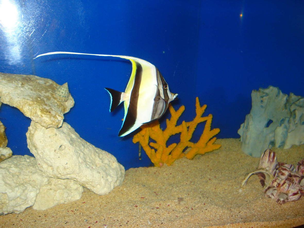 saltwater fish - zanclus canescens - moorish idol stocking in 125 gallons tank - moorish idle