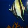 saltwater fish - zanclus canescens - moorish idol stocking in 125 gallons tank - moorish ikle