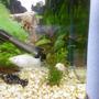 freshwater fish - poecilia latipinna - dalmatian molly stocking in 10 gallons tank - my ten gallon tank