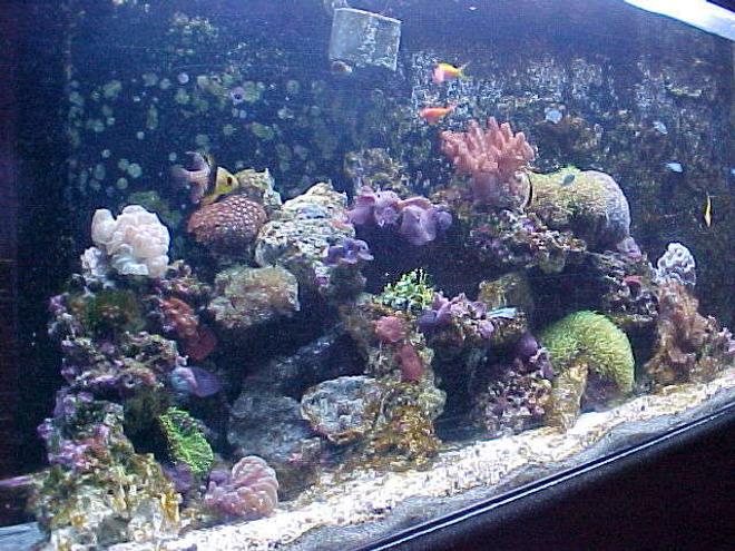 50 gallons reef tank (mostly live coral and fish) - My 2 month old 50gal