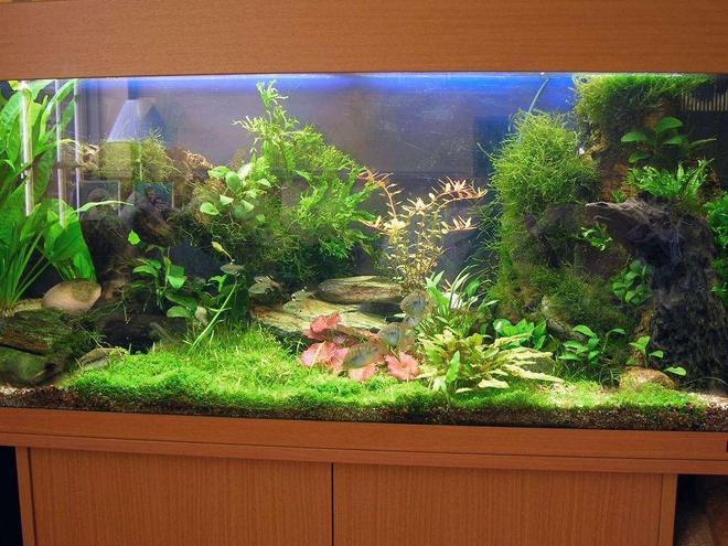 45 gallons planted tank (mostly live plants and fish) - A planted tank on the cheap.