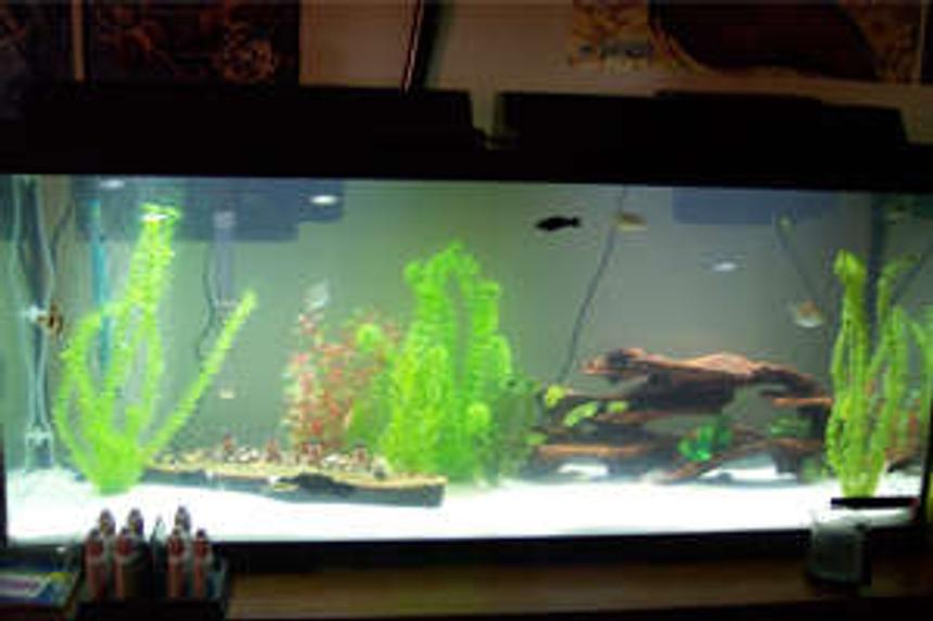 Rated #446: 100 Gallons Freshwater Fish Tank - Simple 55g Generic. Marine Land filter and heater. Air pump. Plastic deco. White sand Sub straight. Dual lighting.

1 Zebra Danio
2 Long Fin Rainbow Danios
3 Tiger Barbs
1 Panther Catfish
1 Plecos
2 dinosaur birchirs
1 African Leaf Fish
1 Spotted Green Tetraodon (puffer)
2 Red Fin Black Sharks
1 Fiddler Crab