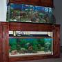 fish tank picture - Both Worlds