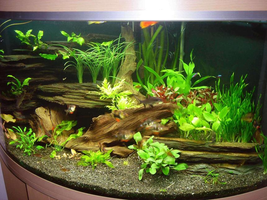 Rated #930: 80 Gallons Planted Tank - Another angle of my 350 lt corner tank