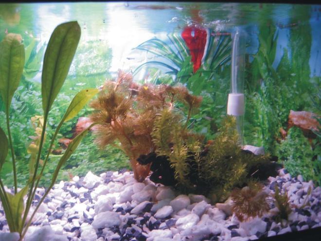 21 gallons planted tank (mostly live plants and fish) - this tank is made from a form box
i guess u wont see fishes in this cox only baby guppies are there and its not that visible.