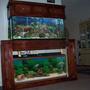 fish tank picture - Another one