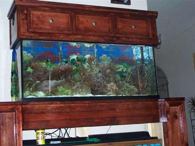55 gallons reef tank (mostly live coral and fish) - The saltwater reef tank