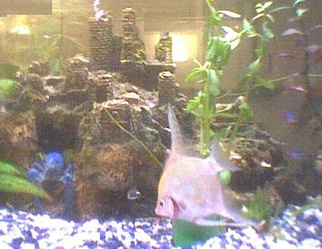 freshwater fish - pterophyllum sp. - white blushing angel stocking in 40 gallons tank - Terrence the angelfish, telling Theopolis the lobster "You da man!"
 
Theopolis recently took over the castle from it's previous owner, Sharky.
 
Sharky gave up the castle, and has moved into some caves nearby.