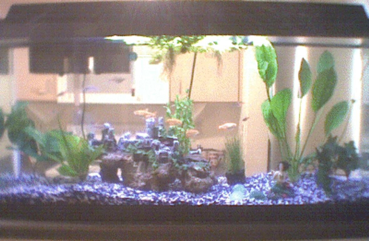 40 gallons freshwater fish tank (mostly fish and non-living decorations) - My tank serves as a divider between the kitchen and the living room