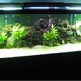 125 gallons planted tank (mostly live plants and fish) - 125 gallon planted with rock & wood