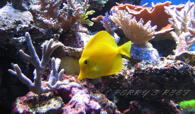 saltwater fish - zebrasoma flavescens - yellow tang - hawaii stocking in 100 gallons tank - Zebrasoma flavescens 2