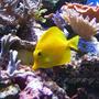 saltwater fish - zebrasoma flavescens - yellow tang - hawaii stocking in 100 gallons tank - Zebrasoma flavescens 2