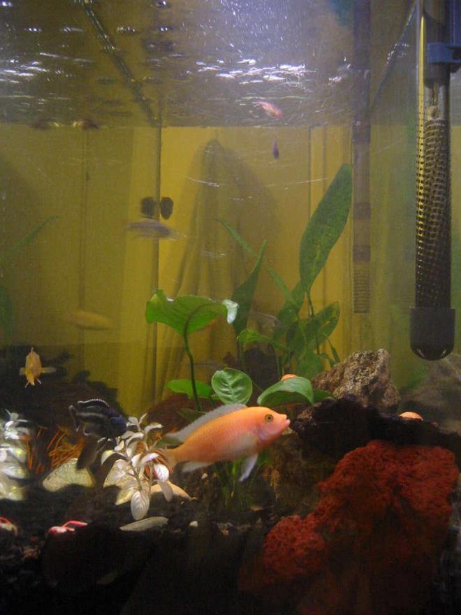 35 gallons freshwater fish tank (mostly fish and non-living decorations) - My African Cichlid flexing his fins.