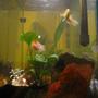 35 gallons freshwater fish tank (mostly fish and non-living decorations) - Nice view of the plants.