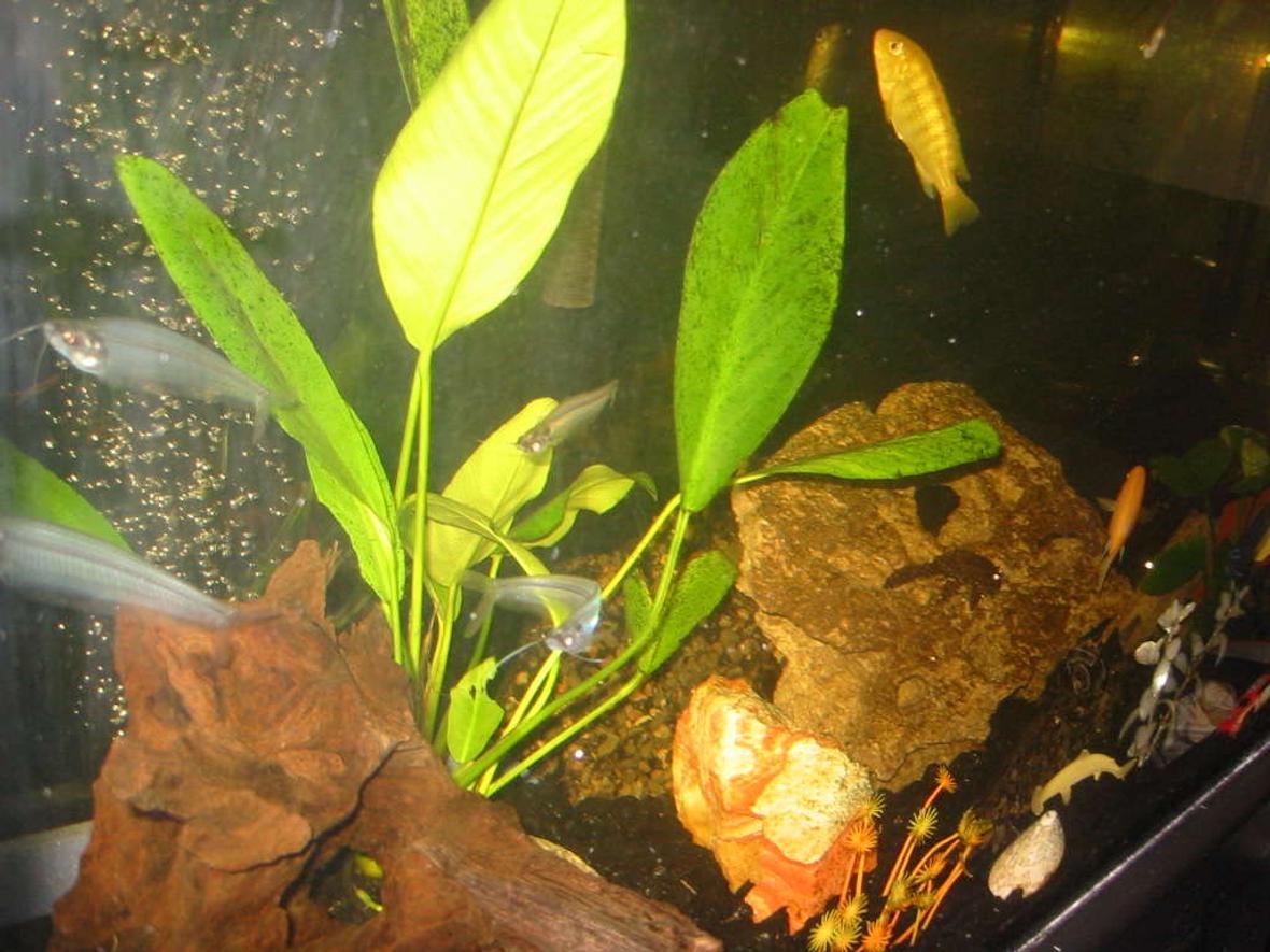 freshwater fish - kryptopterus bicirrhis - ghost glass cat stocking in 35 gallons tank - Shot with flash. My ghost glass catfish are a tightly nit pack. :D