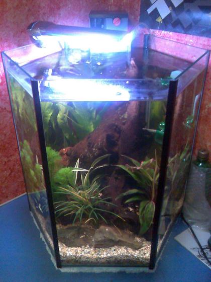 10 gallons planted tank (mostly live plants and fish) - my hexagon planted tank with home made co2 injection.