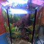10 gallons planted tank (mostly live plants and fish) - my hexagon planted tank with home made co2 injection.