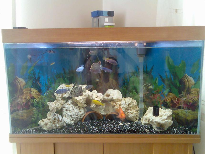 Rated #326: 37 Gallons Freshwater Fish Tank - ive got more to do to it yet!!!!!