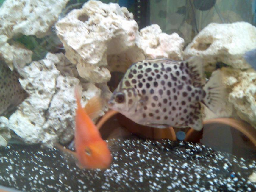 Rated #1752: Freshwater Fish - Scatophagus Argus - Green Scat Stocking In 37 Gallons Tank - green scat.... wicked fish!!!!  and the parrot fish .