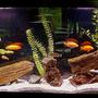 55 gallons freshwater fish tank (mostly fish and non-living decorations) - Zen garden for bad boys