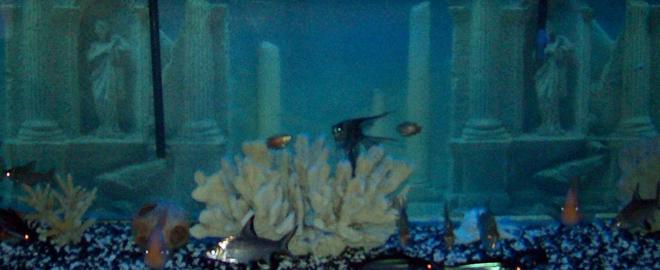 155 gallons freshwater fish tank (mostly fish and non-living decorations) - 155 bow   Could not fit the hole tank in the pic.  But you should have the Idea of what the tank looks like