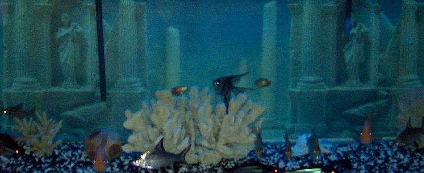 Rated #466: 155 Gallons Freshwater Fish Tank - 155 bow   Could not fit the hole tank in the pic.  But you should have the Idea of what the tank looks like