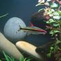 freshwater fish - barbus denisonii - denison barb stocking in 24 gallons tank - Denison Barb