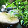 freshwater fish - botia lohachata - lohachata botia loach stocking in 24 gallons tank - Yoyo Loach