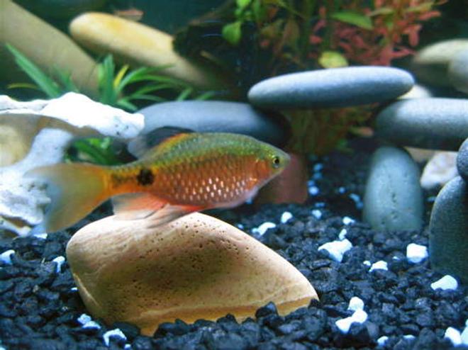 freshwater fish - puntius conchonius - rosy barb stocking in 24 gallons tank - Rosey Barb
