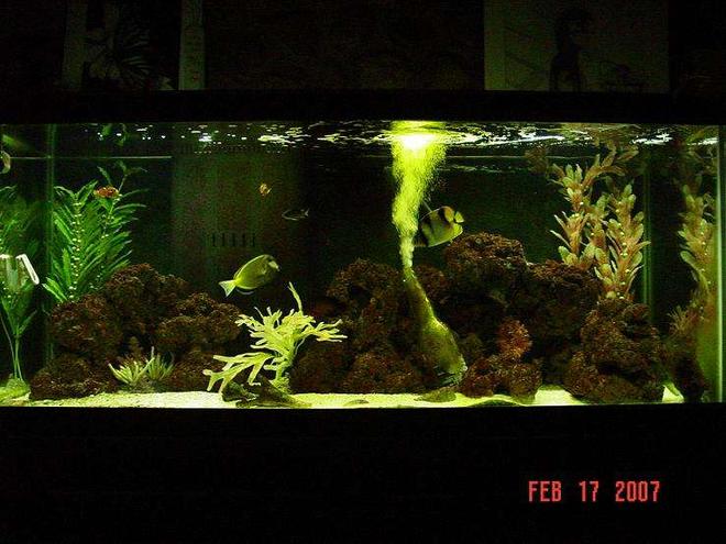 75 gallons saltwater fish tank (mostly fish, little/no live coral) - new photo