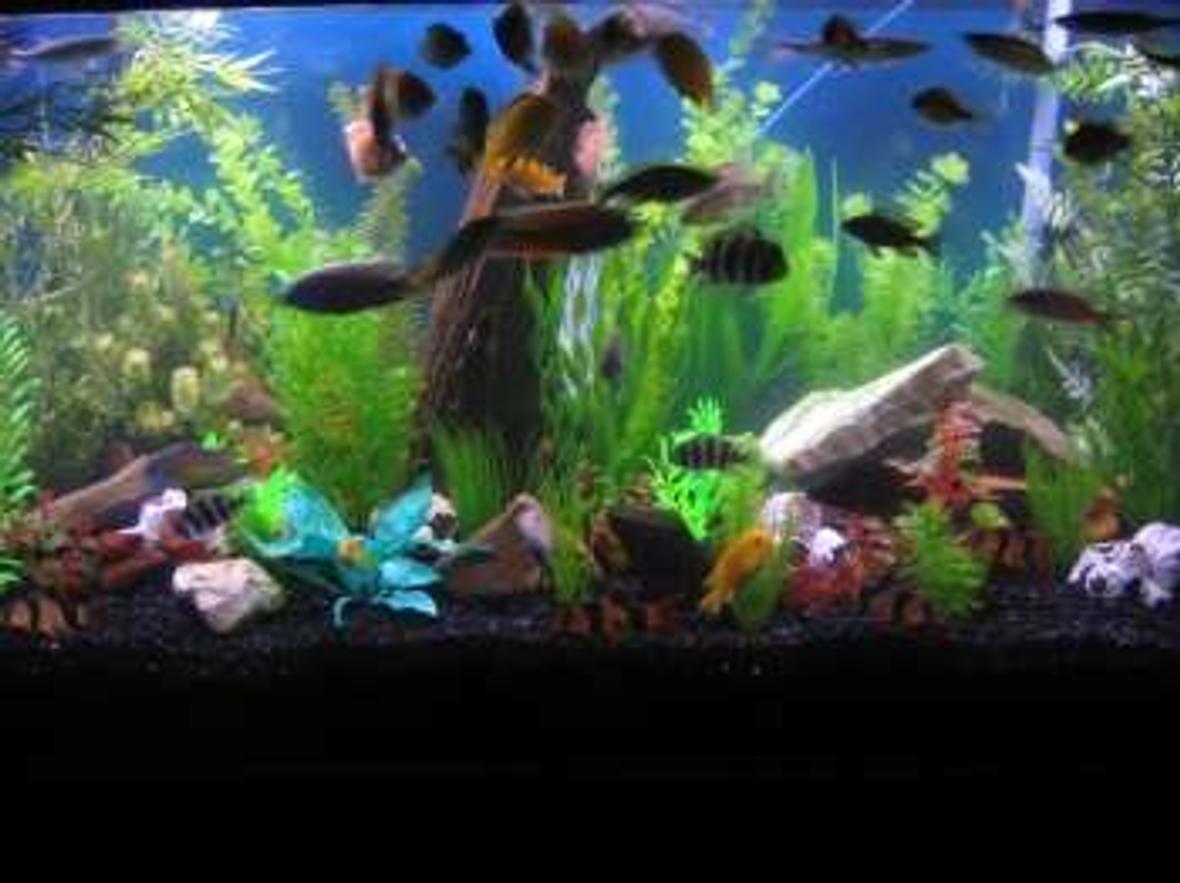 90 gallons freshwater fish tank (mostly fish and non-living decorations) - my 90!