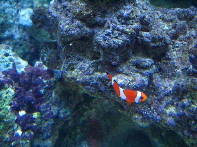 saltwater fish - amphiprion percula - true percula clownfish stocking in 20 gallons tank - my clown