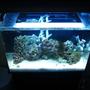 20 gallons saltwater fish tank (mostly fish, little/no live coral) - my tank