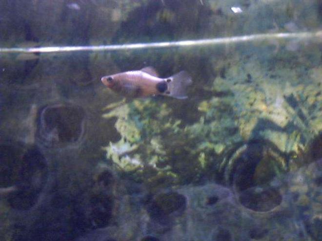 freshwater fish - xiphophorus maculatus - platy stocking in 91 gallons tank - My platy swimming at th top of the tank