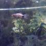 freshwater fish - xiphophorus maculatus - platy stocking in 91 gallons tank - My platy swimming at th top of the tank