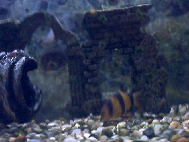 freshwater fish - botia macracantha - clown loach stocking in 91 gallons tank - Clownloach eating