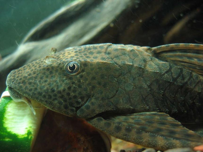 Rated #31: Freshwater Fish - Glyptoperichthys Gibbiceps - Sailfin Pleco (l-83) Stocking In 55 Gallons Tank - Pleco eating zucchini.  Yum.