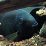 freshwater fish - heros serverus - green severum stocking in 55 gallons tank - Green Severum hiding.